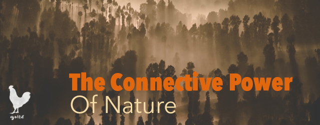 The Connective Power Of Nature | Francesco Galle | Artist In Toronto