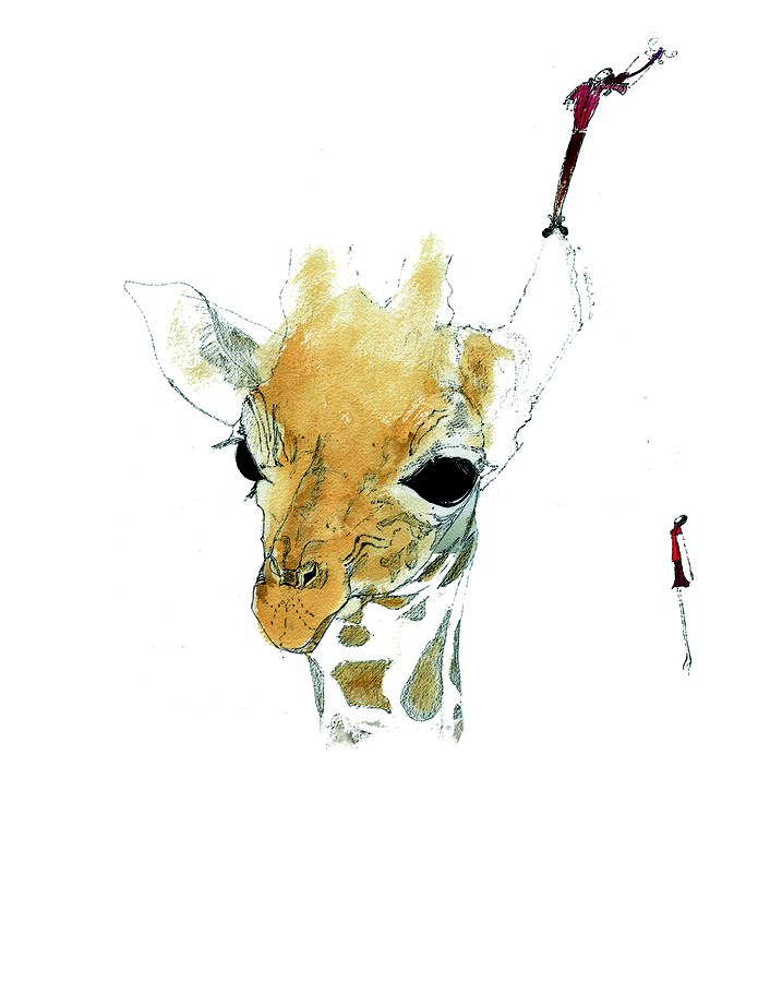 A giraffe with a tiny rider
