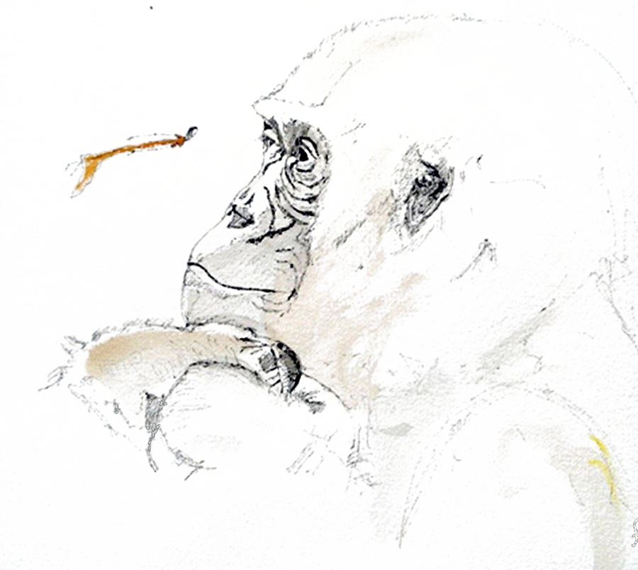 A gorilla illustration