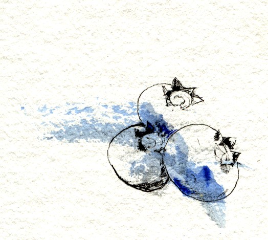 A loose ink and watercolour study of blueberries